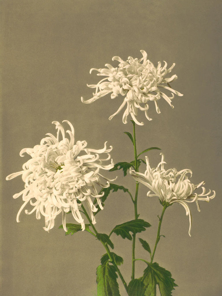 White Chrysanthemum Framed Print No Frame