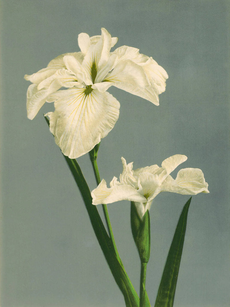 White Iris Laevigata Framed Print No Frame 50x70 70x100 100x140