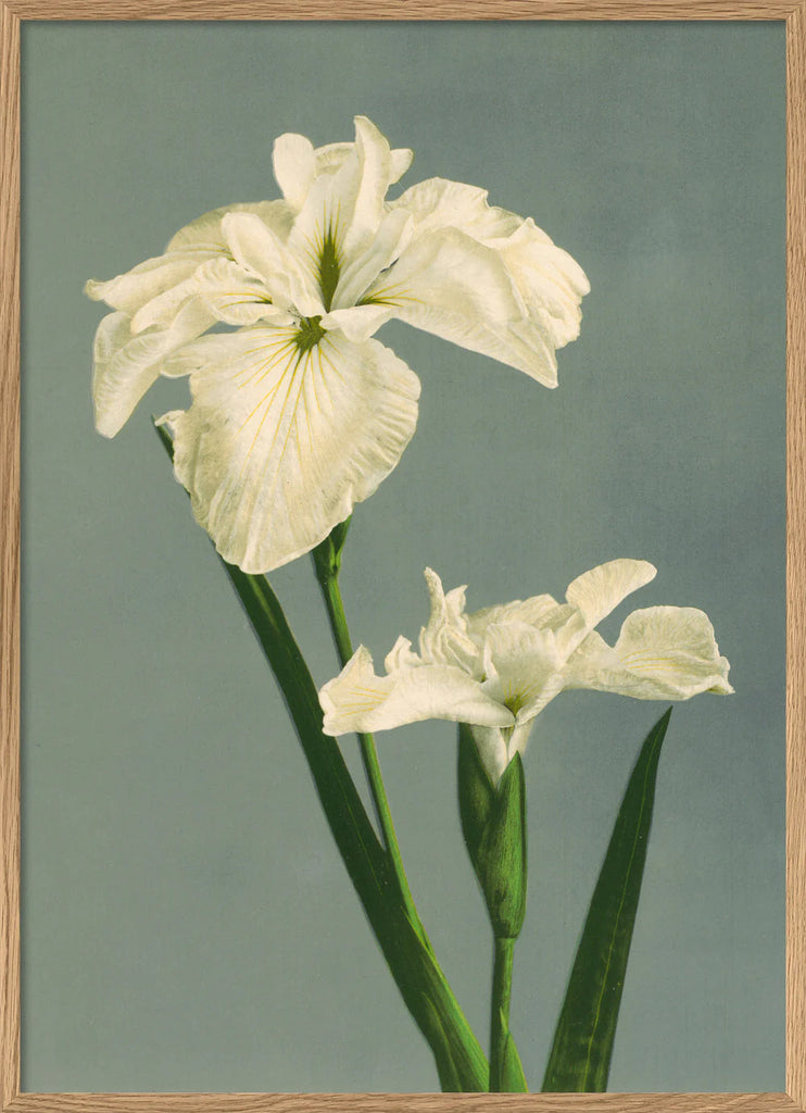 White Iris Laevigata Framed Print Oak Frame 50x70 70x100 100x140