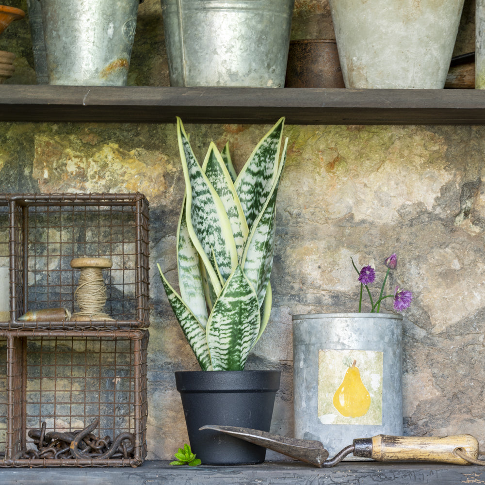 Imitation Snake Plant in Pot - YF20548 - Uneeka