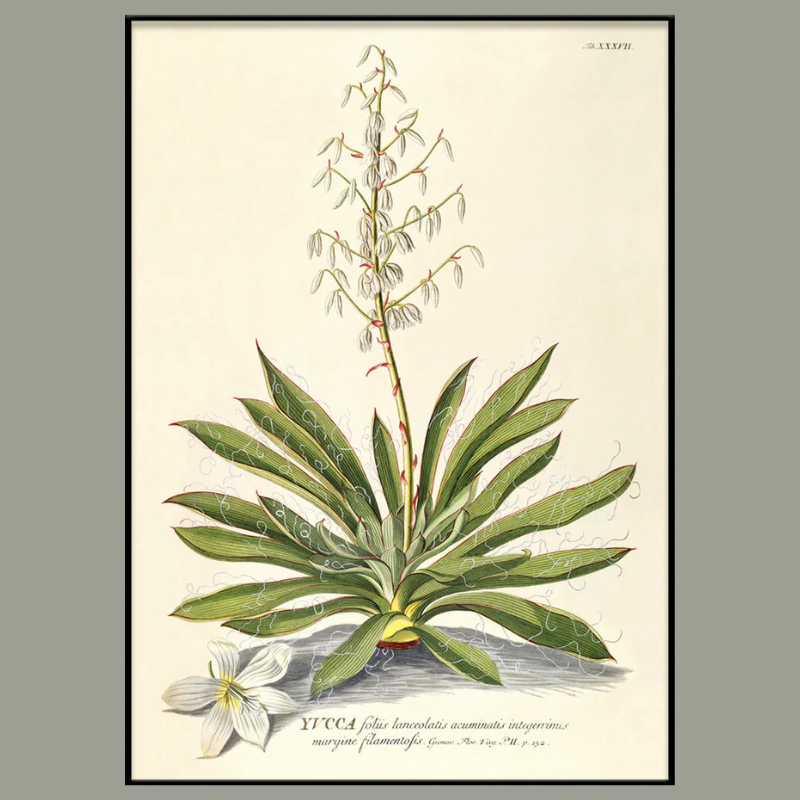 Yucca Plant Botanical Framed Art Print - Black Frame - Vintage Wall Decor at Uneeka