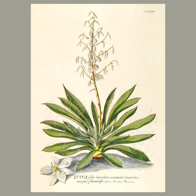 Yucca Plant Botanical Framed Art Print - No Frame - Vintage Wall Decor at Uneeka