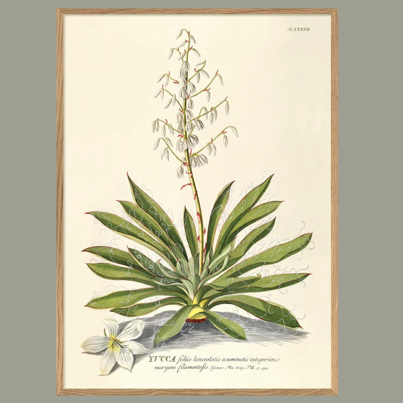 Yucca Plant Botanical Framed Art Print - Oak Frame - Vintage Wall Decor at Uneeka