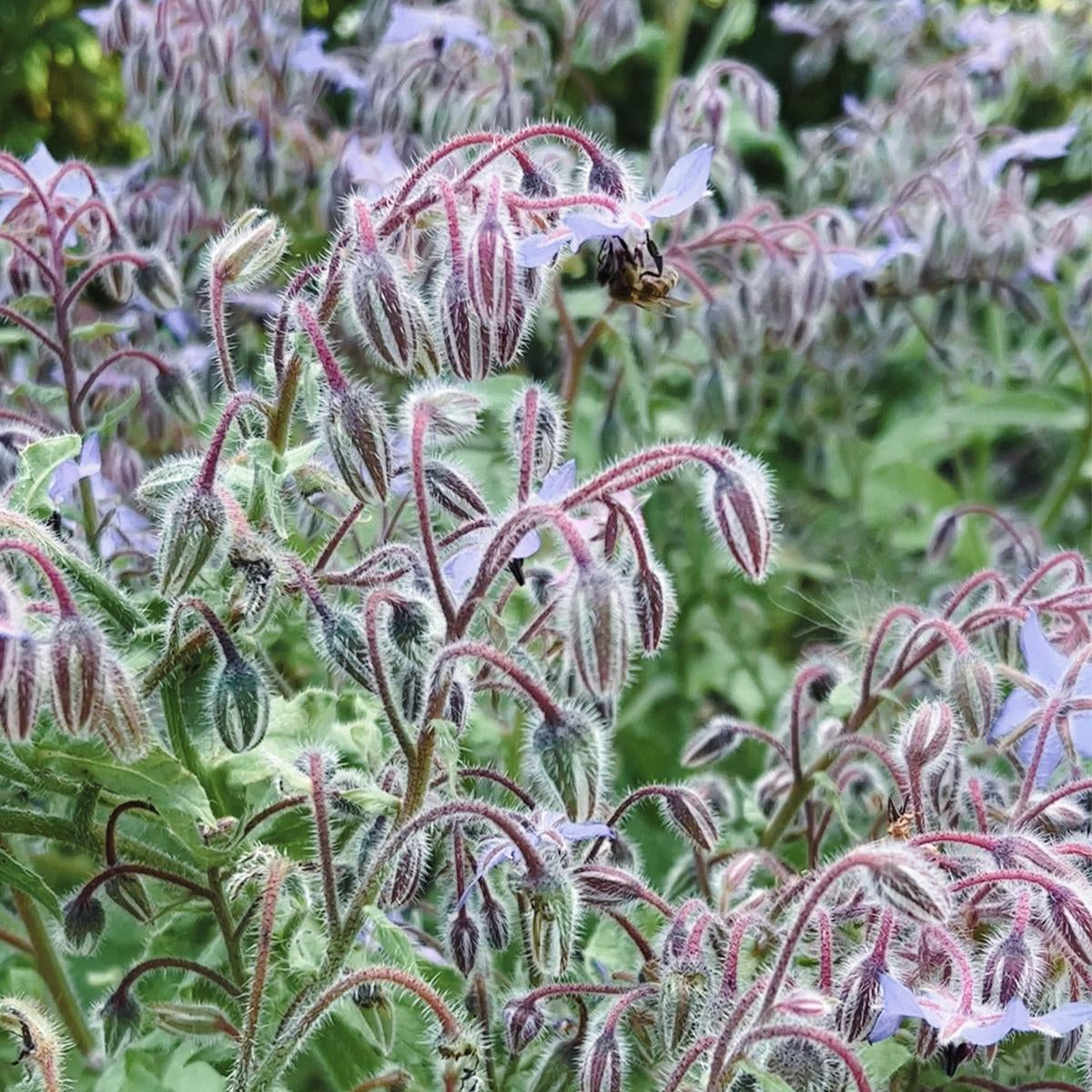 Pollinator Seed Set - SSPS01 - Uneeka