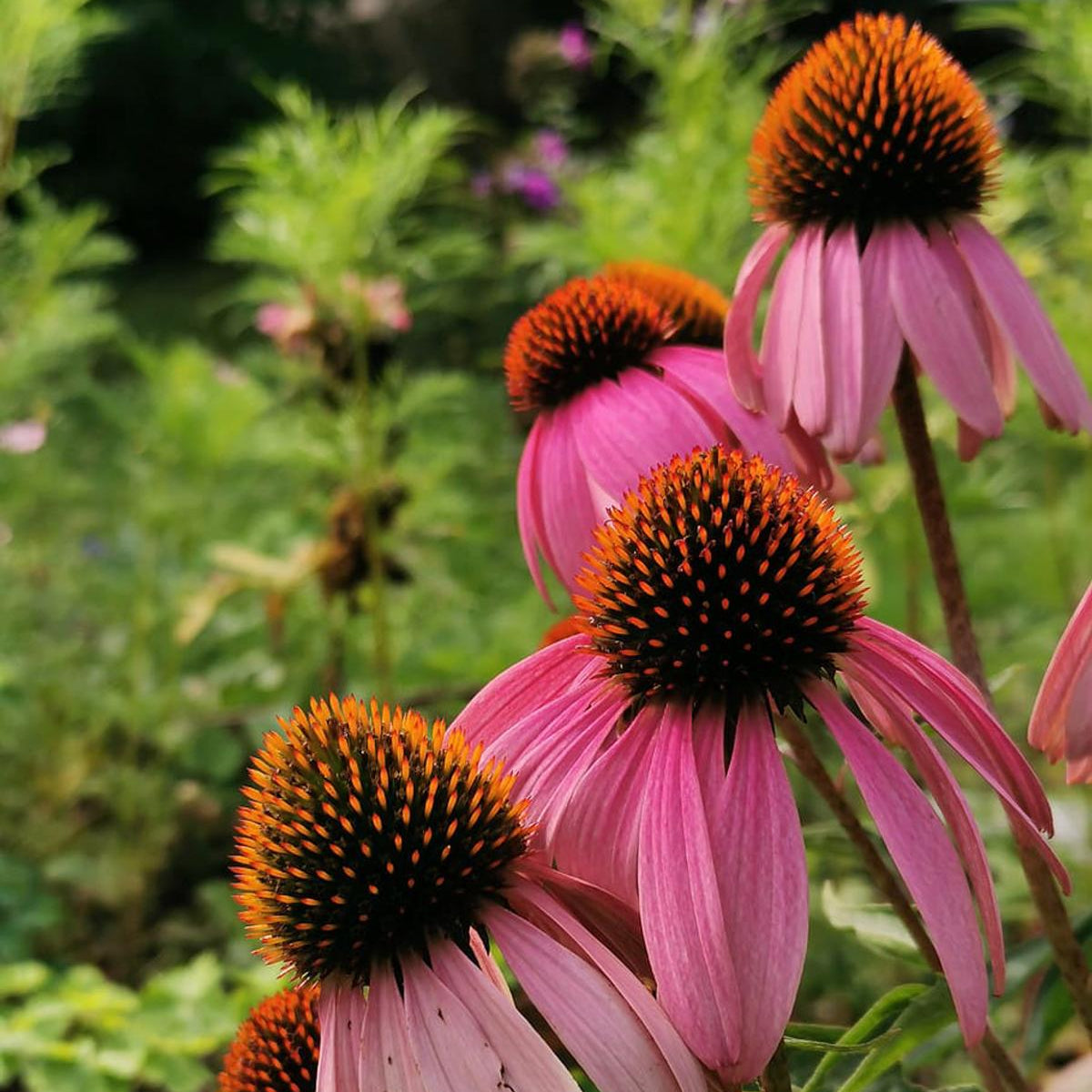 Herbal Teas Seed Set - SSHT01 - Uneeka