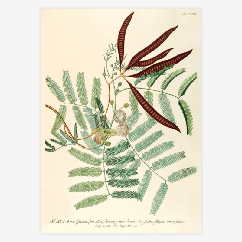 Acacia Leaves Framed Art Print - 50x70 3708 - Uneeka