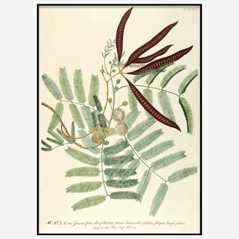 Acacia Leaves Framed Art Print - BFG 50x70 3708 - Uneeka