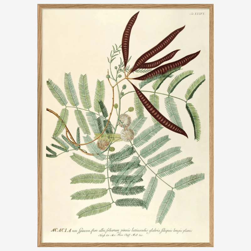 Acacia Leaves Framed Art Print - OFG 50x70 3708 - Uneeka