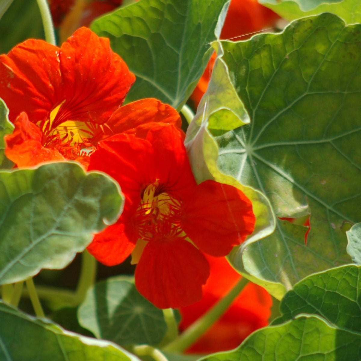 Edible Flowers Seed Set - SSEF01 - Uneeka