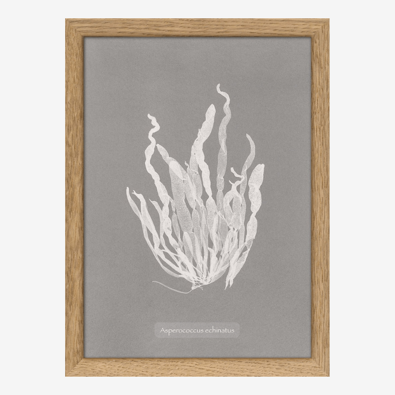 Algae Asperococcus Print in Oak Frame* - RC209 - Uneeka