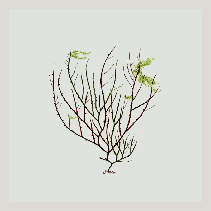 Algae Green Leaf Framed Print - BFG 30x30 2301 - Uneeka