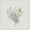 Algae Green Leaf Framed Print - BFG 30x30 2301 - Uneeka