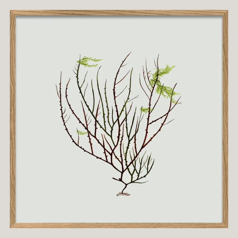 Algae Green Leaf Framed Print - OFG 30x30 2301 - Uneeka
