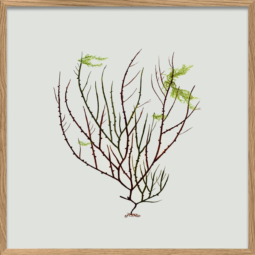 Algae Green Leaf Framed Print - OFG 30x30 2301 - Uneeka