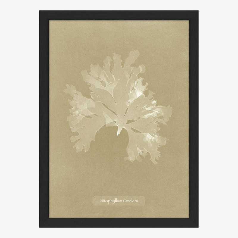 Algae Nitophyllum Print in Black Frame* - RC206 - Uneeka