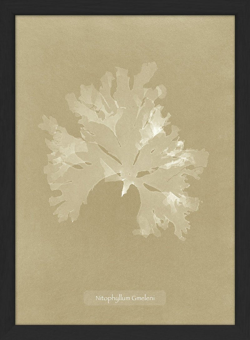 Algae Nitophyllum Print in Black Frame* - RC206 - Uneeka