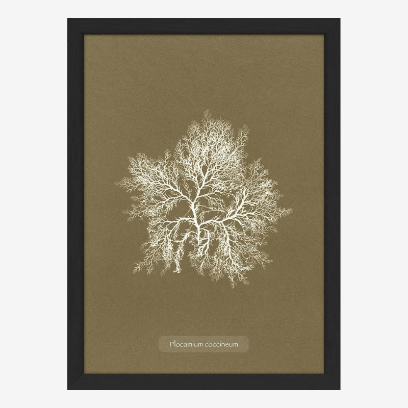 Algae Plocamium Print in Black Frame* - RC205 - Uneeka
