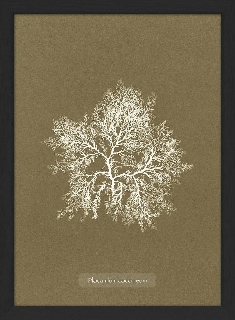 Algae Plocamium Print in Black Frame* - RC205 - Uneeka