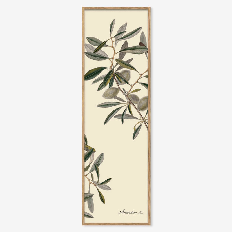 Almond Plant Framed Art Print - OFG 20x60 2804 - Uneeka
