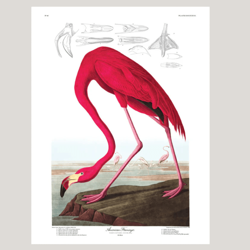 American Flamingo Framed Art Print - 50x70 6500 - Uneeka
