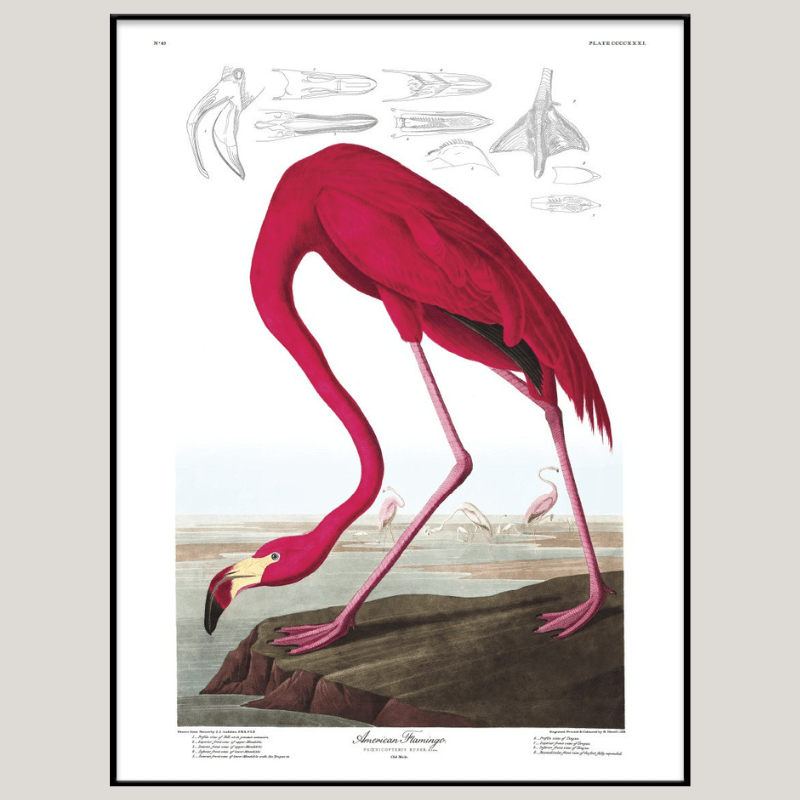 American Flamingo Framed Art Print - BFG 50x70 6500 - Uneeka