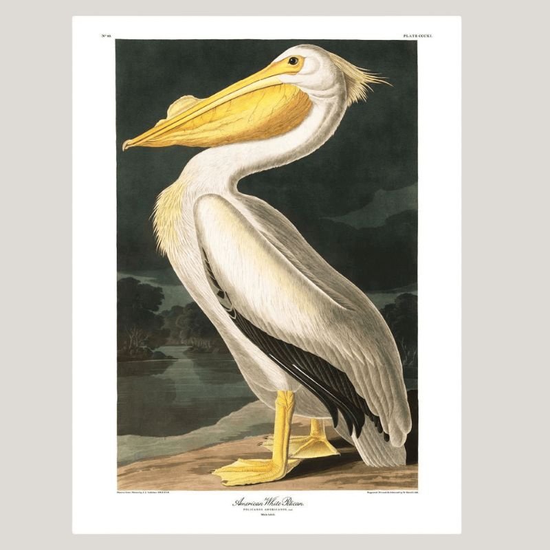 American White Pelican Framed Art Print - 50x70 6504 - Uneeka