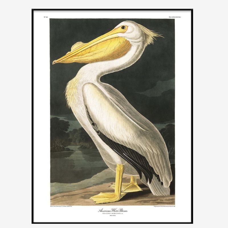 American White Pelican Framed Art Print - BFG 50x70 6504 - Uneeka