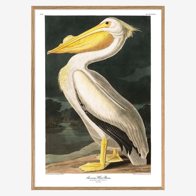 American White Pelican Framed Art Print - OFG 50x70 6504 - Uneeka