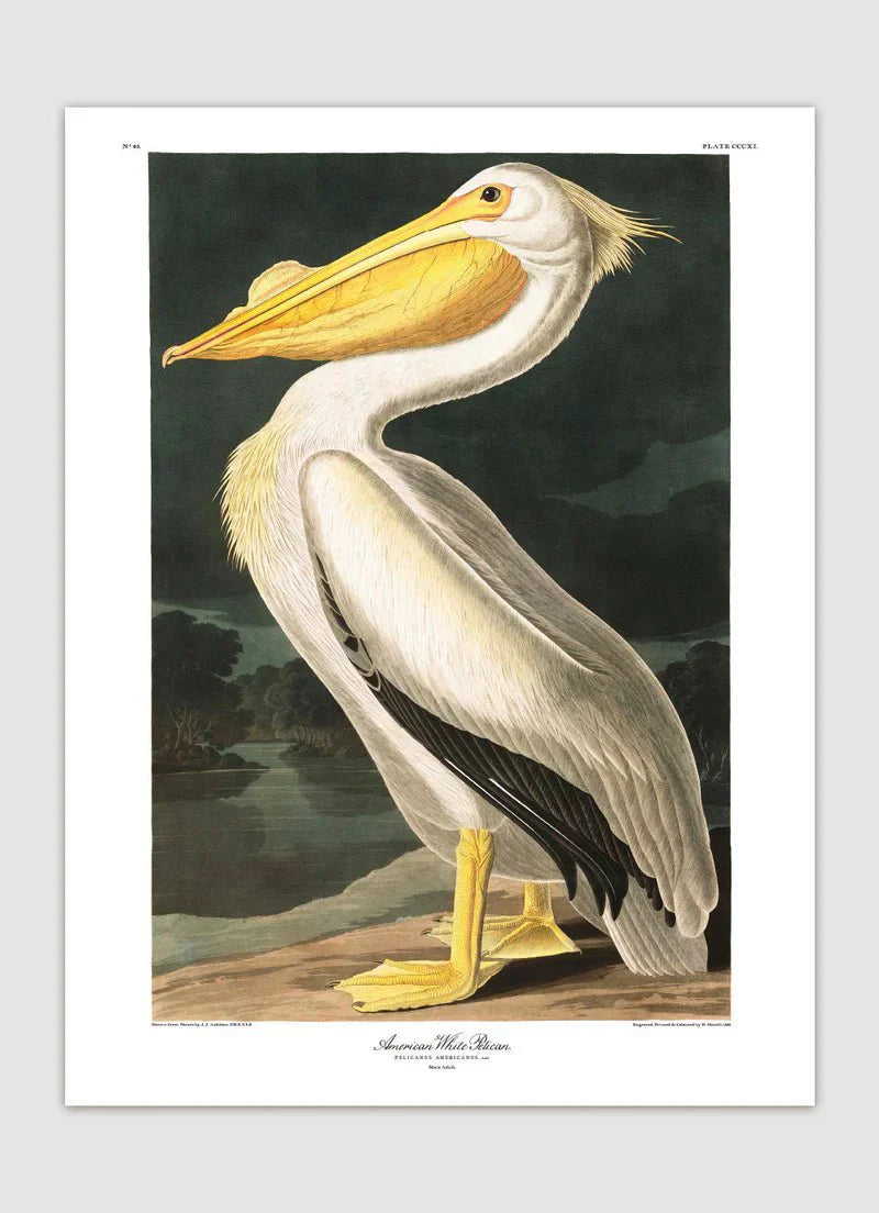 American White Pelican Framed Art Print - 50x70 6504 - Uneeka