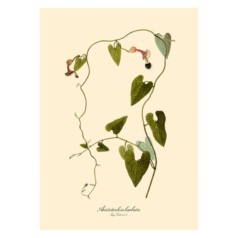 Aristolochia Babata Vine Art Print - 50x70 3104 - Uneeka