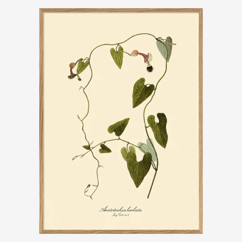Aristolochia Babata Vine Art Print - OFG 50x70 3104 - Uneeka