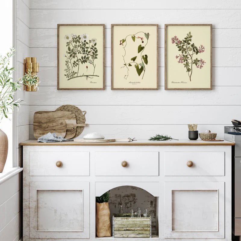 Aristolochia Babata Vine Art Print - OFG 50x70 3104 - Uneeka