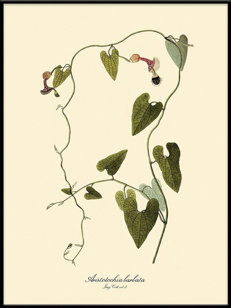 Aristolochia Babata Vine Art Print - BFG 50x70 3104 - Uneeka