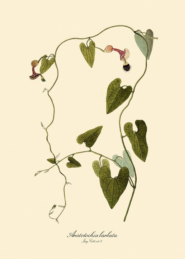 Aristolochia Babata Vine Art Print - 50x70 3104 - Uneeka