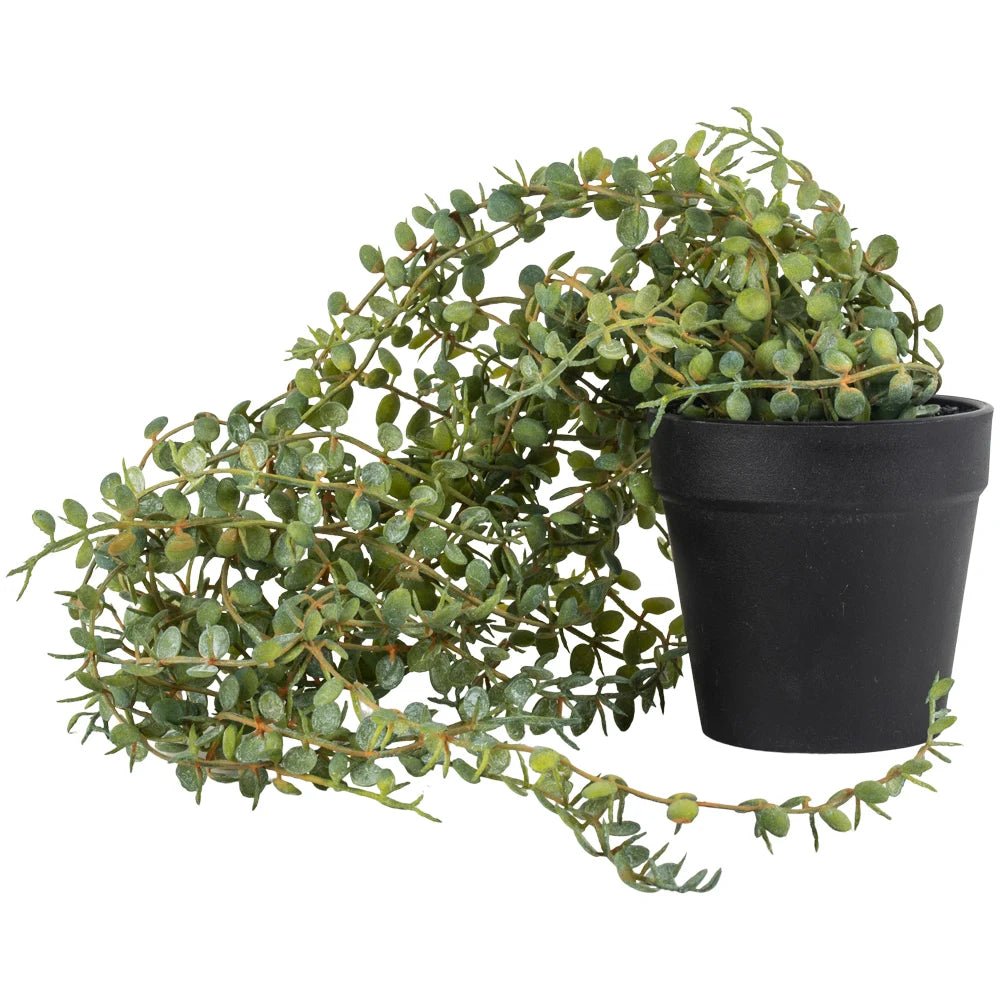 Artificial Senecio in Black Pot - YF20541 - Uneeka