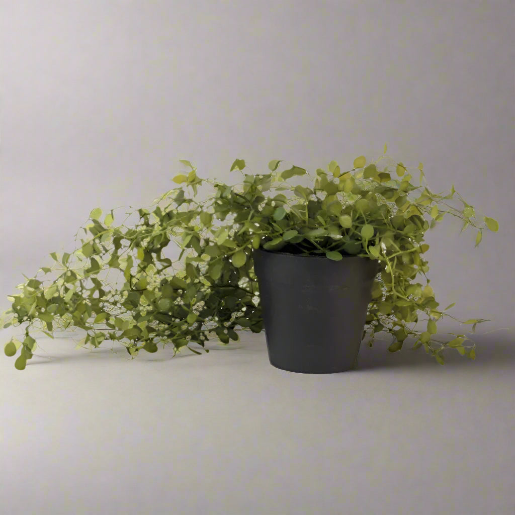 Artificial String of Nickels Plant in Black Pot - YF21137 - Uneeka
