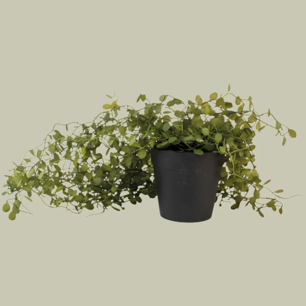 Artificial String of Nickels Plant in Black Pot - YF21137 - Uneeka