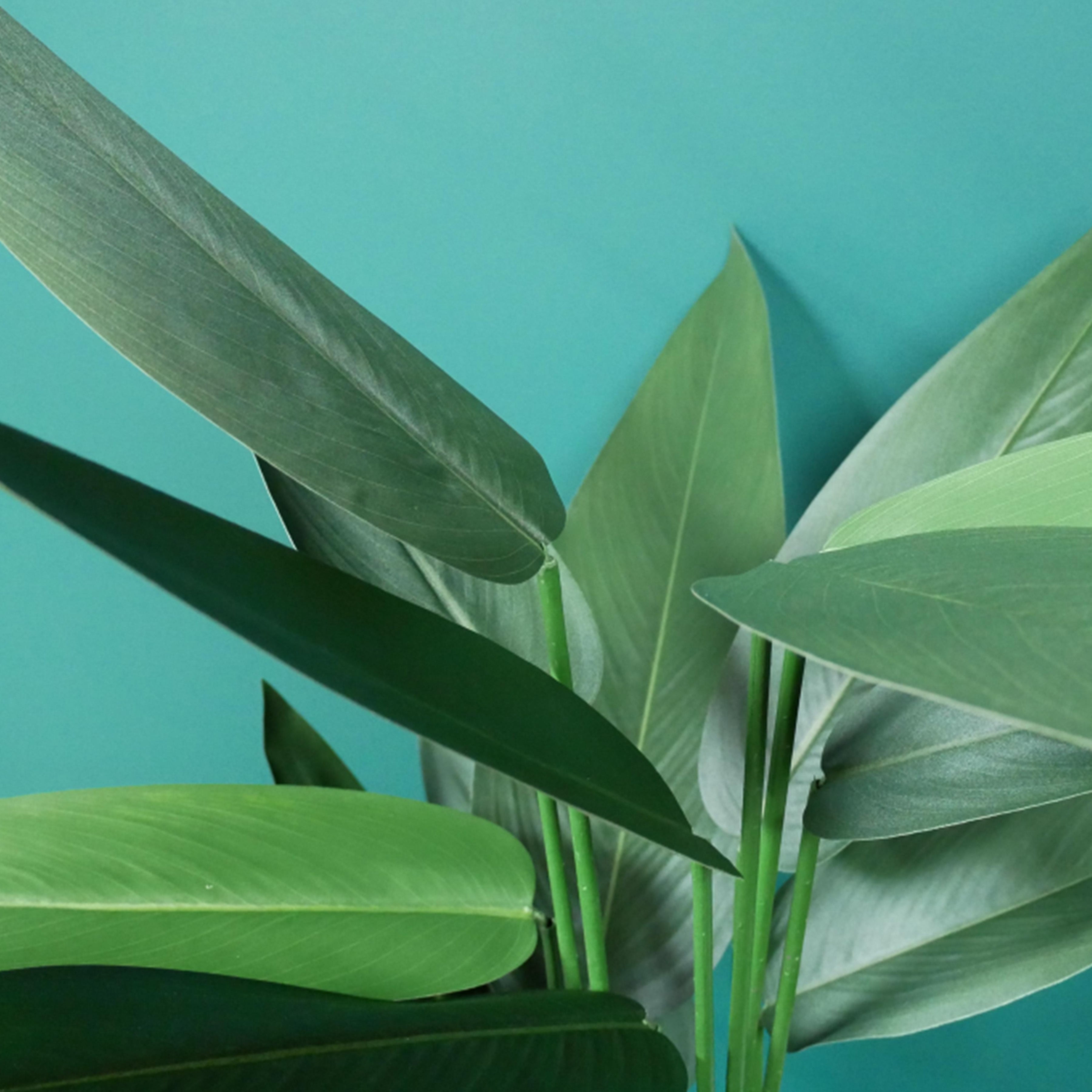 Artificial Tall Canna Plant - 7976 - Uneeka