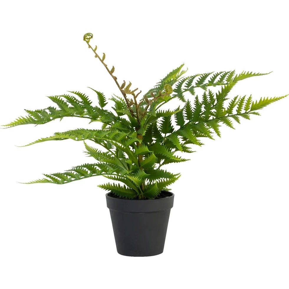 Artificial Unfurling Fern in Black Pot - YF21768 - Uneeka