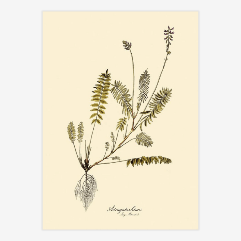 Astragalus Hians Fern Art Print - 50x70 3102 - Uneeka