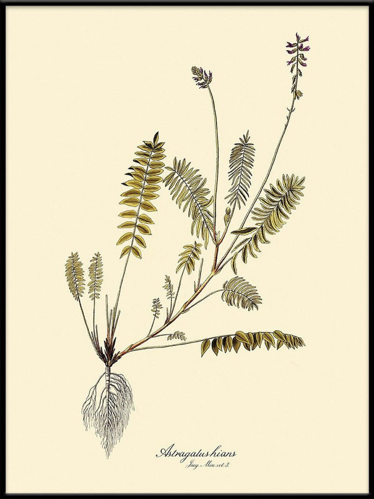 Astragalus Hians Fern Art Print - BFG 50x70 3102 - Uneeka