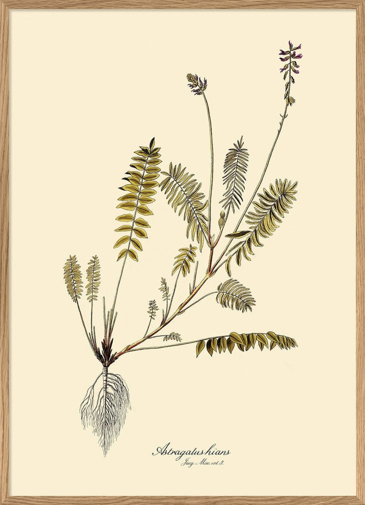 Astragalus Hians Fern Art Print - OFG 50x70 3102 - Uneeka