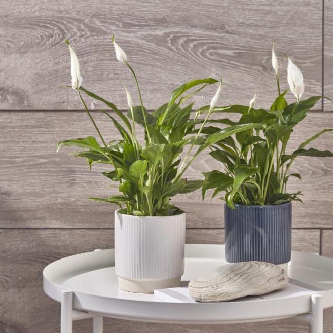 Athens Reactive Glaze Ribbed Planter - ARGRPB13 - Uneeka