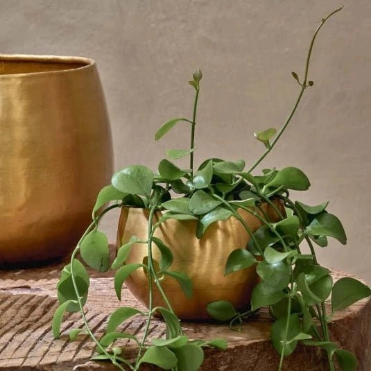 Atsu Brass Round Planter - AP9401 - Uneeka