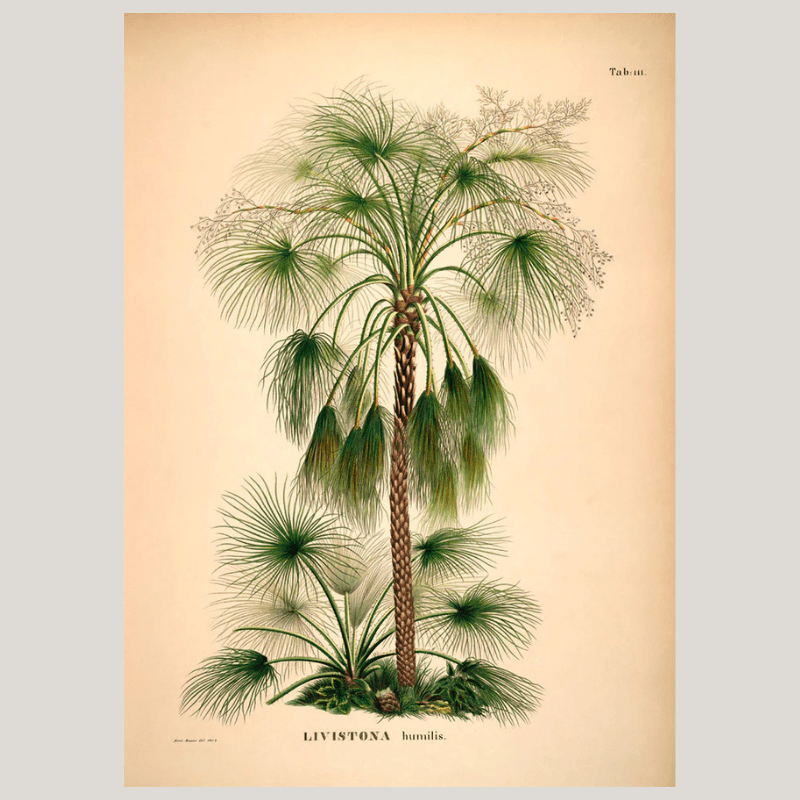 Australian Sand Palm Framed Art Print - 30x40 3507 - Uneeka