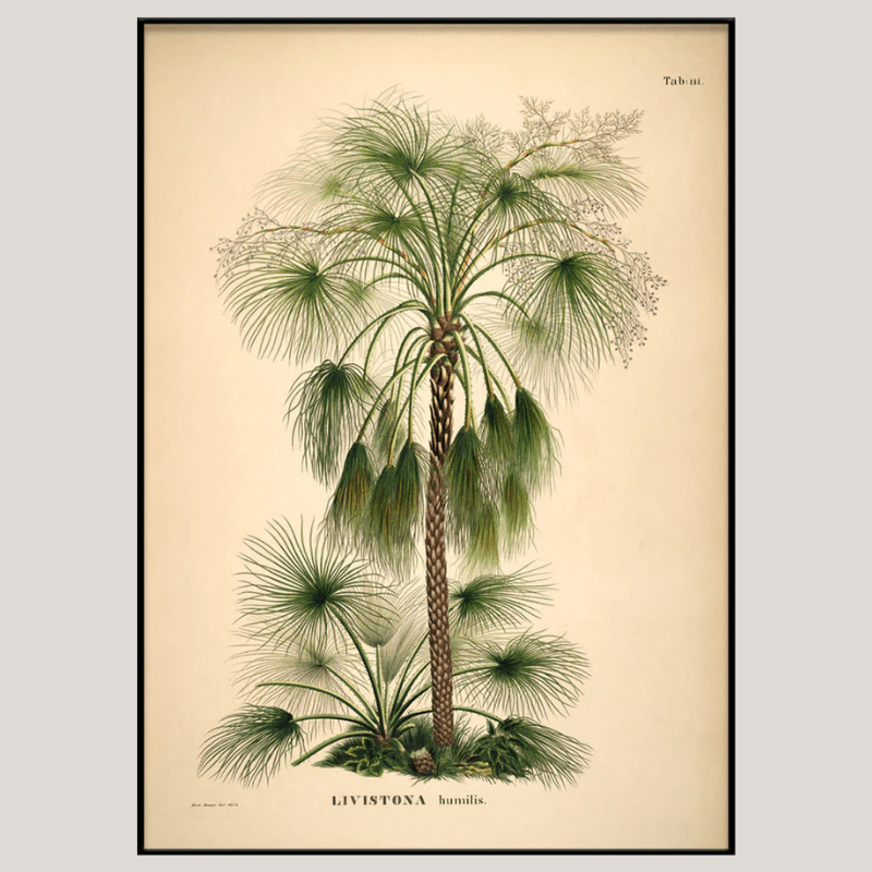 Australian Sand Palm Framed Art Print - BFG 30x40 3507 - Uneeka