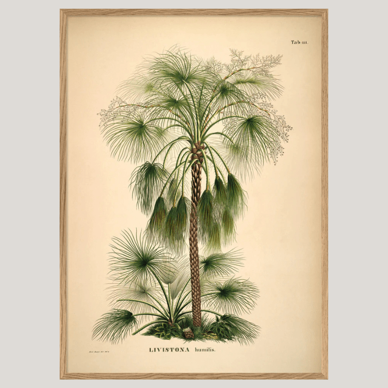 Australian Sand Palm Framed Art Print - OFG 30x40 3507 - Uneeka