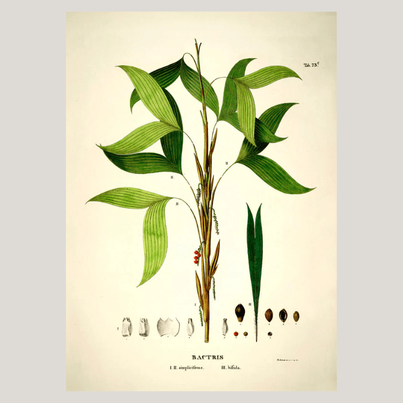 Bactris Botanical Framed Art Print - 50x70 3524 - Uneeka