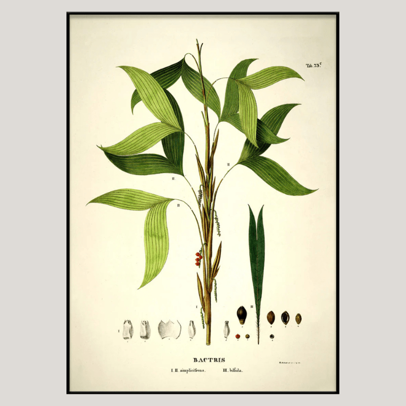 Bactris Botanical Framed Art Print - BFG 50x70 3524 - Uneeka
