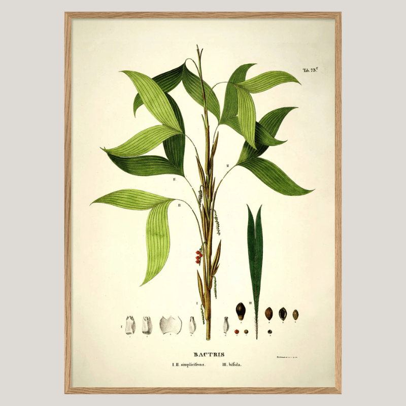 Bactris Botanical Framed Art Print - OFG 50x70 3524 - Uneeka